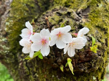 京阪電車に投稿された画像（2023/3/24）