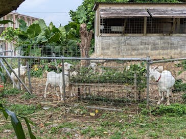 石垣島鍾乳洞に投稿された画像（2023/3/24）