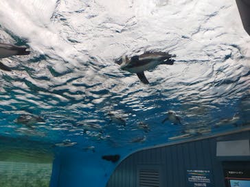 サンシャイン水族館に投稿された画像（2023/3/24）