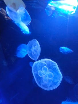 サンシャイン水族館に投稿された画像（2023/3/24）