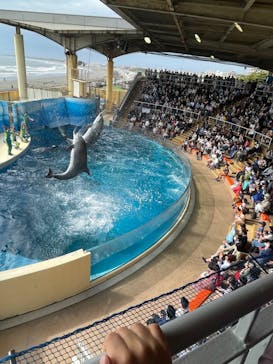 新江ノ島水族館に投稿された画像（2023/3/24）