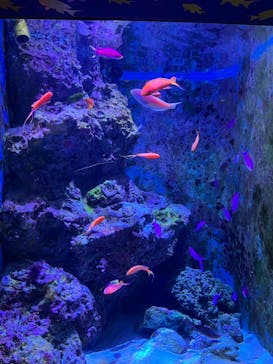 沖縄美ら海水族館に投稿された画像（2023/3/24）