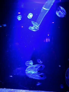 沖縄美ら海水族館に投稿された画像（2023/3/24）