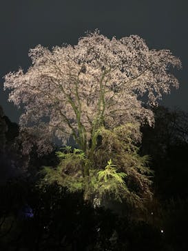 六義園に投稿された画像（2023/3/24）