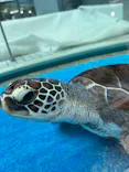 名古屋港水族館に投稿された画像（2023/3/24）