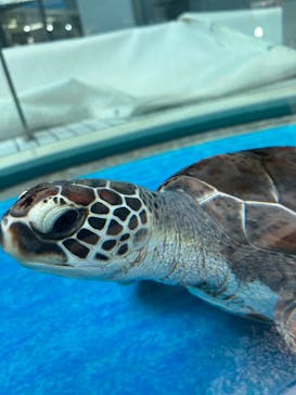 名古屋港水族館に投稿された画像（2023/3/24）