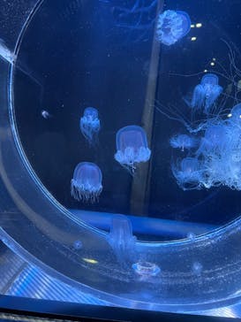 名古屋港水族館に投稿された画像（2023/3/24）