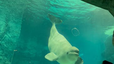 名古屋港水族館に投稿された画像（2023/3/24）