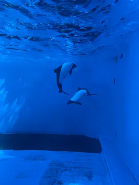 仙台うみの杜水族館に投稿された画像（2023/3/24）