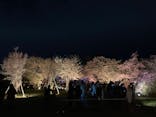 『NAKED FLOWERS 2023 桜 世界遺産・二条城』に投稿された画像（2023/3/24）