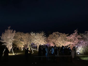 『NAKED FLOWERS 2023 桜 世界遺産・二条城』に投稿された画像（2023/3/24）