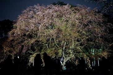 六義園に投稿された画像（2023/3/24）