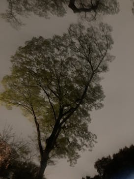 六義園に投稿された画像（2023/3/24）