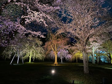 『NAKED FLOWERS 2023 桜 世界遺産・二条城』に投稿された画像（2023/3/24）