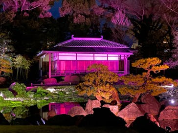 『NAKED FLOWERS 2023 桜 世界遺産・二条城』に投稿された画像（2023/3/24）