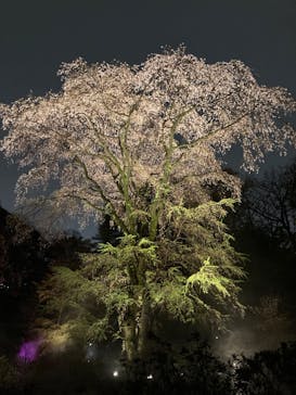 六義園に投稿された画像（2023/3/24）