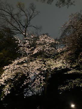 六義園に投稿された画像（2023/3/24）