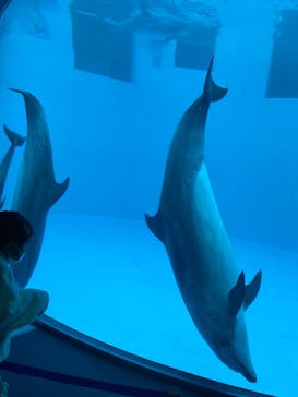 名古屋港水族館に投稿された画像（2023/3/24）