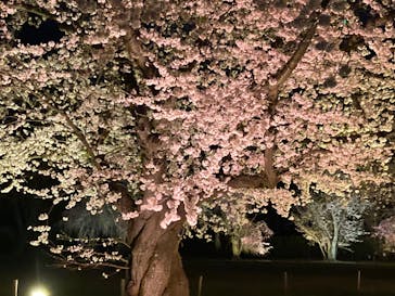 『NAKED FLOWERS 2023 桜 世界遺産・二条城』に投稿された画像（2023/3/24）