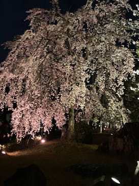 『NAKED FLOWERS 2023 桜 世界遺産・二条城』に投稿された画像（2023/3/24）