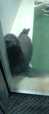 大分マリーンパレス水族館 「うみたまご」に投稿された画像（2023/3/24）