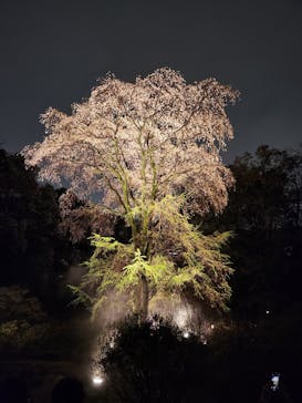 六義園に投稿された画像（2023/3/24）
