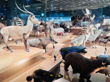 特別展「恐竜博2023」に投稿された画像（2023/3/24）