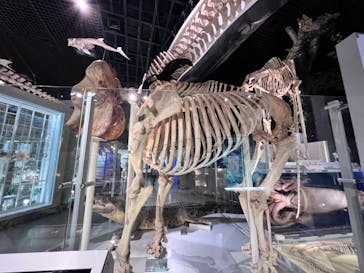 特別展「恐竜博2023」に投稿された画像（2023/3/24）