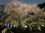六義園に投稿された画像（2023/3/25）