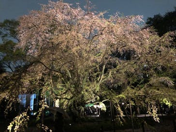 六義園に投稿された画像（2023/3/24）