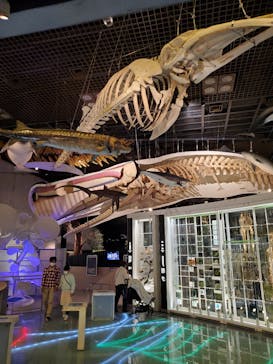 国立科学博物館に投稿された画像（2023/3/24）