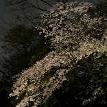 六義園に投稿された画像（2023/3/25）