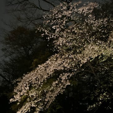 六義園に投稿された画像（2023/3/25）