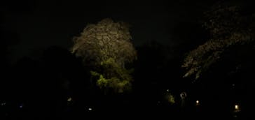 六義園に投稿された画像（2023/3/25）