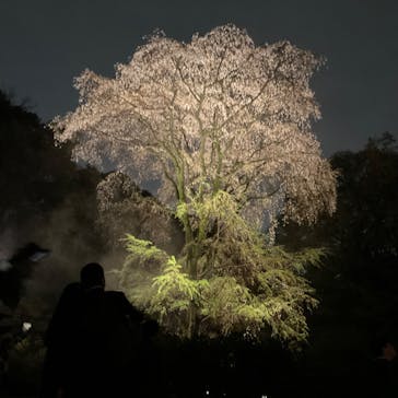 六義園に投稿された画像（2023/3/25）