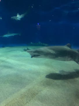 アクアワールド茨城県大洗水族館に投稿された画像（2023/3/25）
