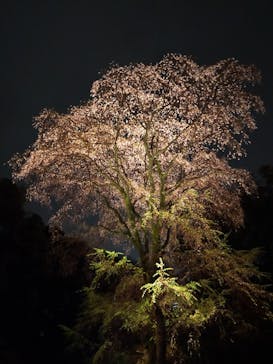 六義園に投稿された画像（2023/3/25）