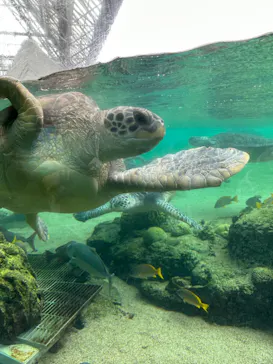 横浜・八景島シーパラダイスに投稿された画像（2023/3/25）