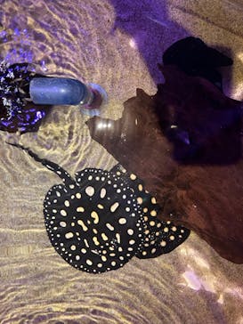 サンシャイン水族館に投稿された画像（2023/3/25）