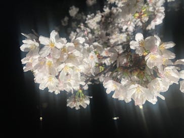 六義園に投稿された画像（2023/3/25）