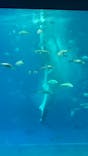 沖縄美ら海水族館に投稿された画像（2023/3/25）