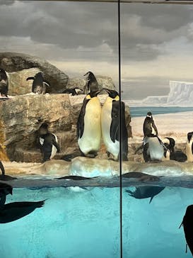名古屋港水族館に投稿された画像（2023/3/25）
