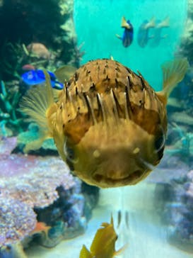 サンシャイン水族館に投稿された画像（2023/3/25）