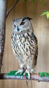 Moff animal cafe 小田原ダイナシティ店に投稿された画像（2023/3/25）