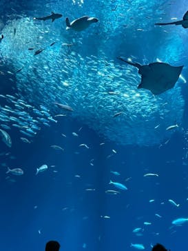 アクアワールド茨城県大洗水族館に投稿された画像（2023/3/25）