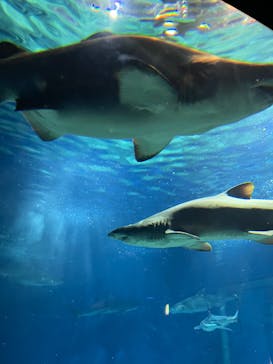 アクアワールド茨城県大洗水族館に投稿された画像（2023/3/25）