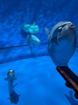 アクアワールド茨城県大洗水族館に投稿された画像（2023/3/25）