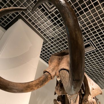 国立科学博物館に投稿された画像（2023/3/25）