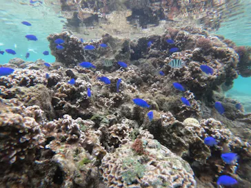 武藤潜水に投稿された画像（2023/3/25）