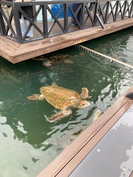 串本海中公園水族館に投稿された画像（2023/3/25）